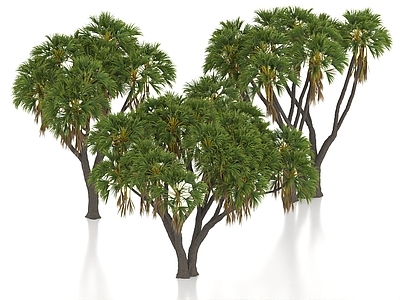 景观树 棕榈树 热带树 热带植物 景观树 行道树 观赏树