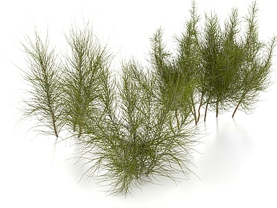 灌木 白梭梭 沙漠植物 灌木 三芒草 防沙植物