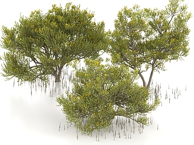 乔木 红树林植物 乔木 沼泽树木 红树林树木 湿地树木 湿地植物