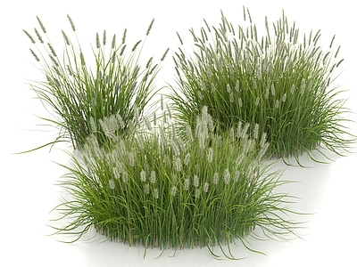 草 狼尾草 沙漠芒草 花草 草丛 草团 逗猫草 芦苇草
