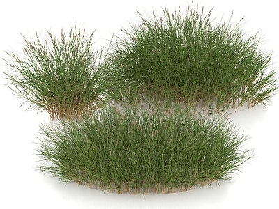 草 绵尾茅草 芦苇草 草丛 草团 刺五加草