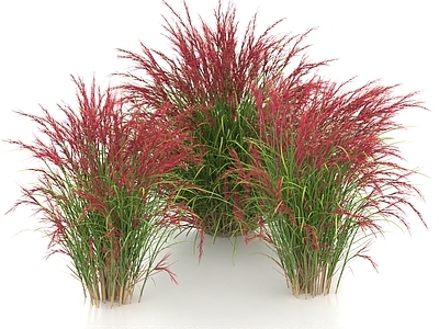 草 紫三芒草 棉毛草 茅草 草丛 草团 草球 野草 花草