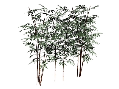 植物组合 树竹子 树池植物组合