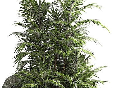 植物堆 棕榈树 植物堆 庭院绿植