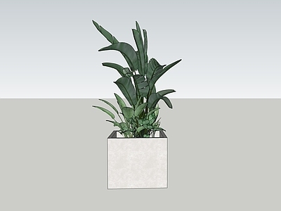 植物组合 盆栽组合 北欧风植物组合 庭院植物 室内植物 芭蕉