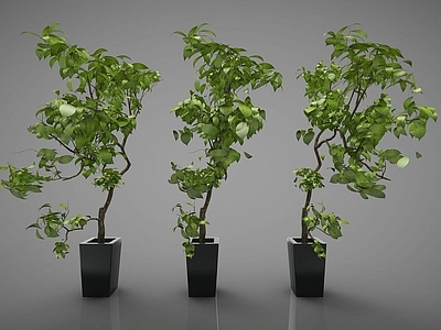 现代佛龛 绿植盆景