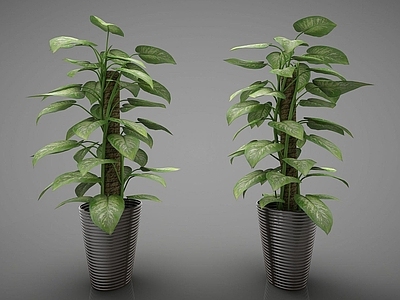 现代佛龛 绿植盆栽组合