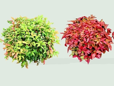 灌木 2D火焰南天竹 南天竹 常绿小灌木