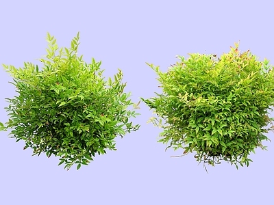 灌木 2D南天竹 蓝田竹 常绿小灌木
