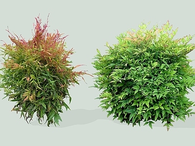 灌木 2D南天竹 蓝田竹 常绿小灌木