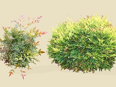 灌木 2D南天竹 蓝田竹 常绿小灌木