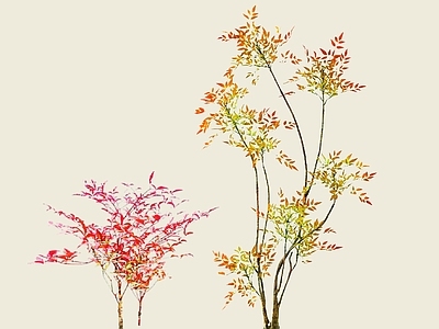 灌木 2D南天竹
