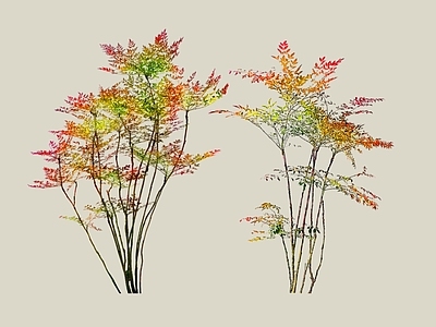 灌木 2D南天竹