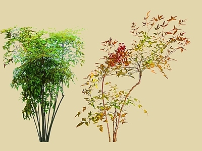 灌木 2D南天竹