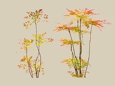 灌木 2D南天竹