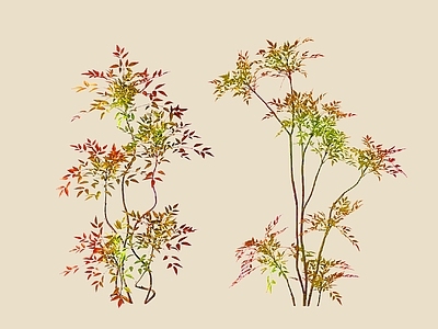 灌木 2D南天竹