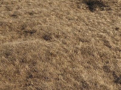 草坪 干草