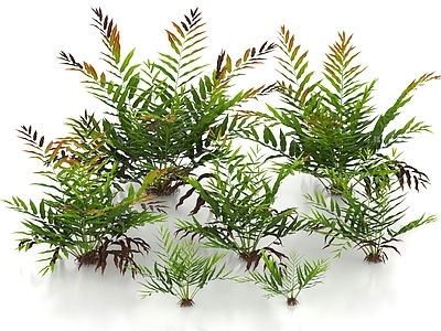 灌木 卤蕨 黄金蕨 蕨类植物