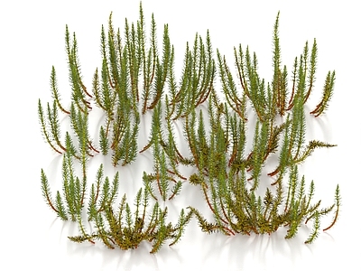 草 水藻 水草 杉叶藻 水底植物