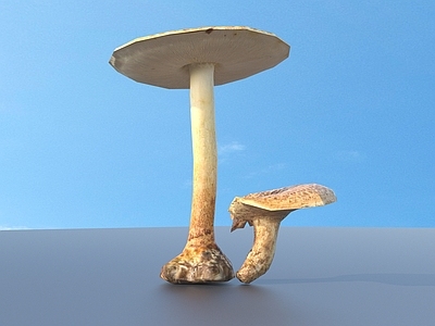 农作物 蘑菇 草菇 毒蘑