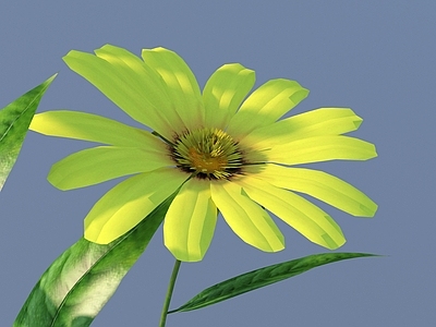 花草组合 花 野花 绿植