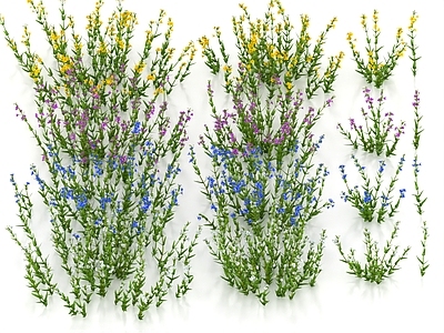花草组合 细茎沟酸浆 水草 细弱猴面花 花草