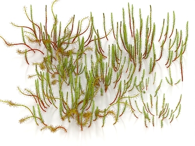 草 水藻 水草 狐尾藻 水底植物 海底植物