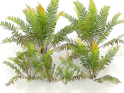草 蹄盖蕨 蕨类植物 灌木 杂草 蕨