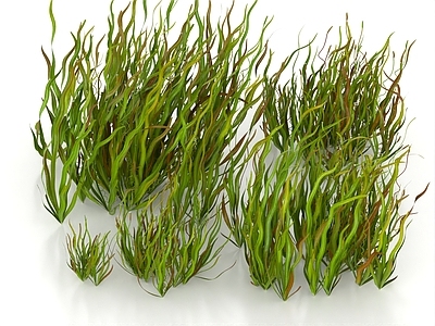 水生植物 水草 枯草 水藻 水生植物 海底植物 水底植物