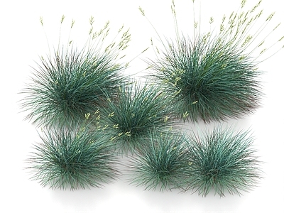 草 景观草 芦苇草 羊茅草 观赏草 枯草 草丛 花草