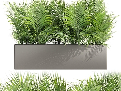 盆景 蕨类植物 棕榈