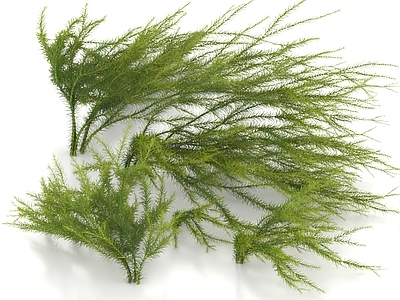 水生植物 杉叶石松草 水草 鹿角草 水生植物 水藻 水底植物 海底植物