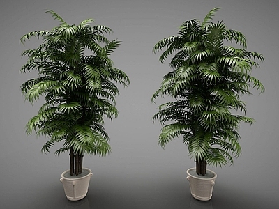 现代办公桌 新中式风格的植物
