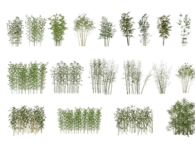 竹子 盆栽竹子 树池竹子 景观竹 园林竹 竹子