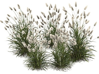 草 兔尾草 观赏草 景观草 逗猫草 花草