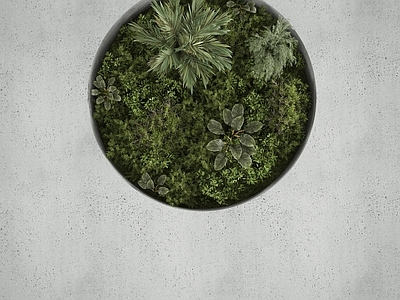 绿植墙 植物