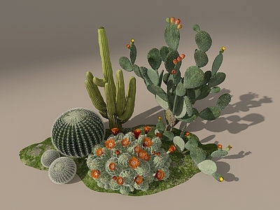 植物堆 仙人掌