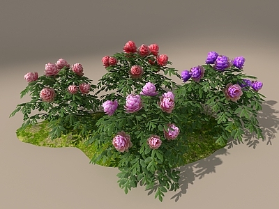 花草组合 牡丹花 花卉植物