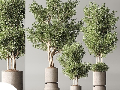 盆栽 盆栽 盆景 植物 绿植
