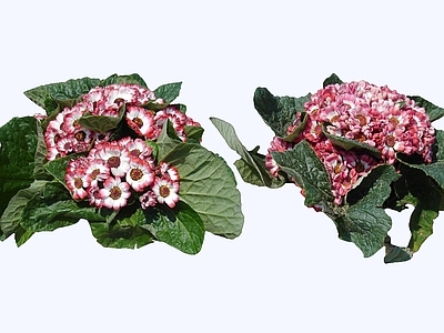 花草 2D瓜叶菊 富贵菊 黄瓜花