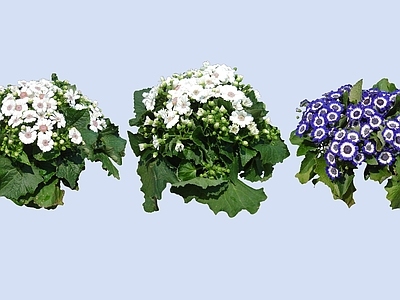 花草 2D瓜叶菊 富贵菊 黄瓜花