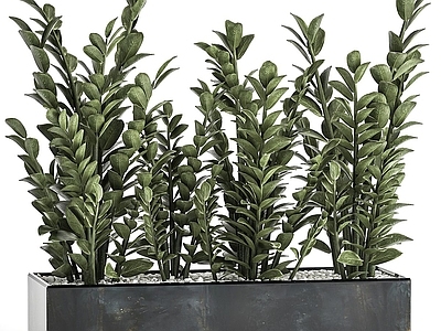 盆景 绿植盆栽