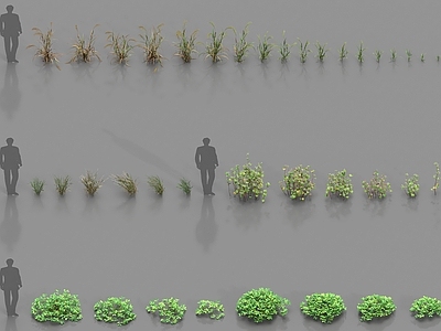 农作物 植物 农作物