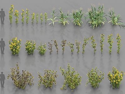 农作物 植物 农作物