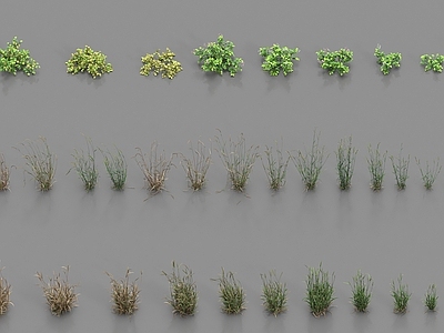 农作物 植物 农作物