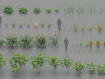 农作物 植物 农作物