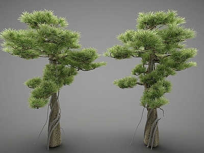 现代办公桌 植物