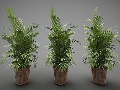 现代佛龛 装饰植物