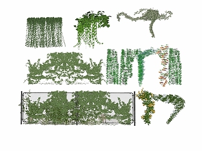 藤蔓 攀缘植物