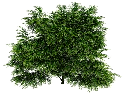 现代景观树灌木
